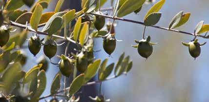 Jojoba Oil Is extracted from seeds of the jojoba plant. Pure jojoba oil has a bright, golden color whereas processed jojoba oil is clear and transparent.