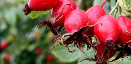Rosehip Seed Oil From cold press extraction of rosehip seed is obtained a beneficial oil. It is known for its properties of regenerating the skin.