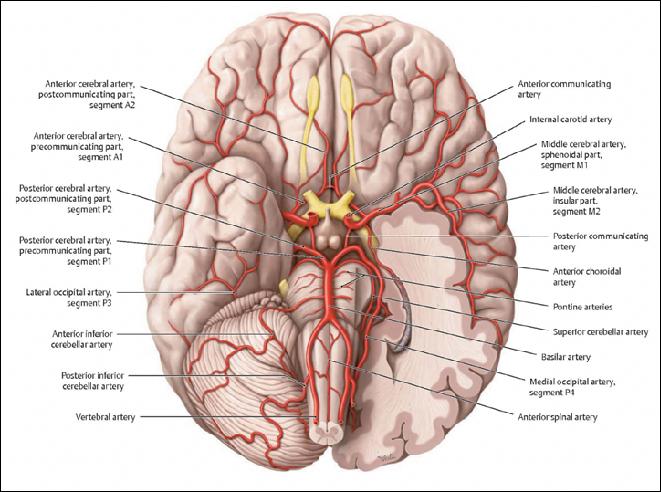Vascular Anatomy https://sites.google.com/a/wisc.
