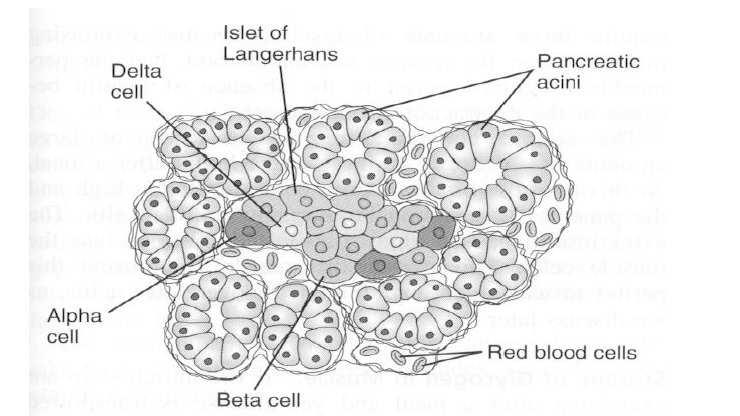 Langerhans Islet, β-cell, α-cell β-cells (65-8%); α-cells