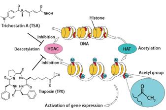 HDAC protein complexes recognize methyl-cpg HDAC removes histone