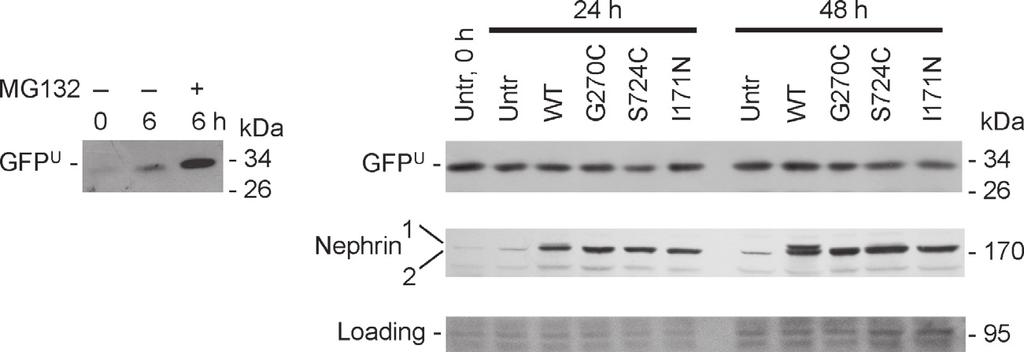 Nephrin Missense Mutations and Chaperone Interactions T. Drozdova et al. A B Figure 6. Effect of nephrin mutants on ubiquitin-proteasome system activity, as monitored by the GFP U reporter.