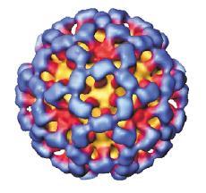 Problems with Norovirus Virus has no lipid envelope and is composed of a robust capsid of a single protein Very resistant to: Environmental degradation Temperature Desiccation Chemical disinfection