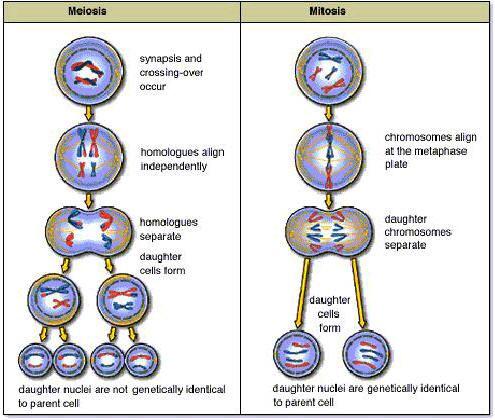 Comparing mitosis to meiosis Mitosis a form of asexual reproduction Daughter cells receive complete