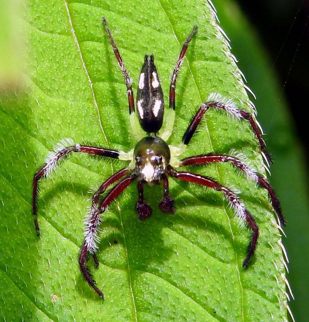 below the AME at the midline of the clypeus, and the chelicerae are dark brown or black. The PME are much closer to the AME than to the PLE.