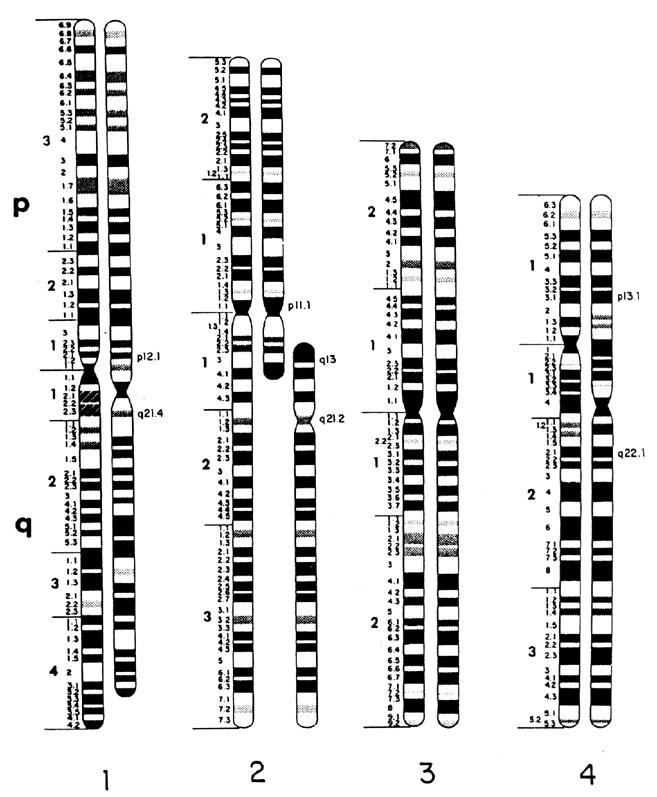 THE CHROMOSOME SHUFFLE Activity by Thomas Mueller - RHS (with reference to several articles) Modified by Larry Flammer Anti- evolutionists suggest that evolution cannot be correct according to their