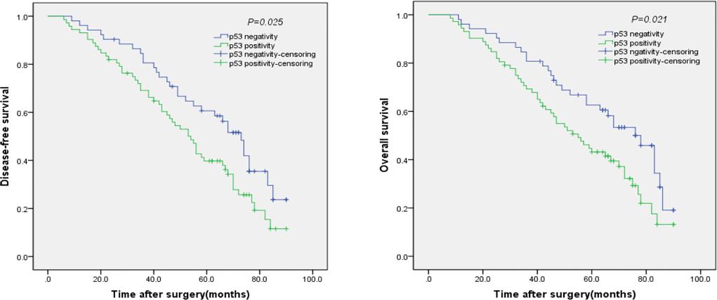 Wang et al. 5 Table 2. Comparisons of recurrence after surgery. Variable p53(+) group p53( ) group p value Number 26 9 0.022 Time interval (months) 36.44 ± 22.44 52.60 ± 21.37 0.