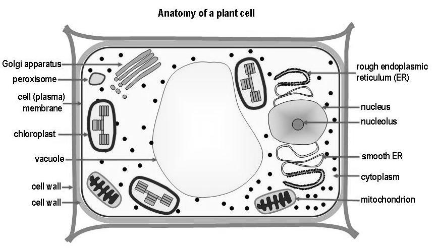 Flagella or pili. H. A nuclear membrane. J. A large vacuole. B.4.A S 21. The membranous compartmentalization of a cell A.