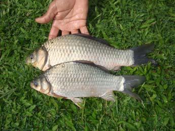 Considering its biology and growth along with high taste and market demands C. carassius can be treated as a promising cultured species in the aquaculture of Bangladesh.