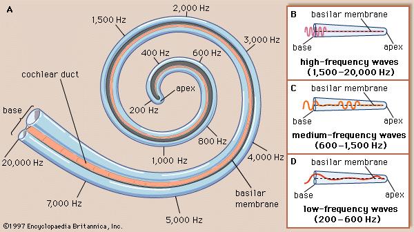 coiled axis of the cochlea. (160) Sensors were therefore supposed to be analogous to strings, each had a particular vibration period that depended on its stiffness.