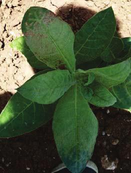 DAS-ELISA tests were carried out on the leaf samples collected from 94 plants with virus infection symptoms in order to determine the existence of TMV.