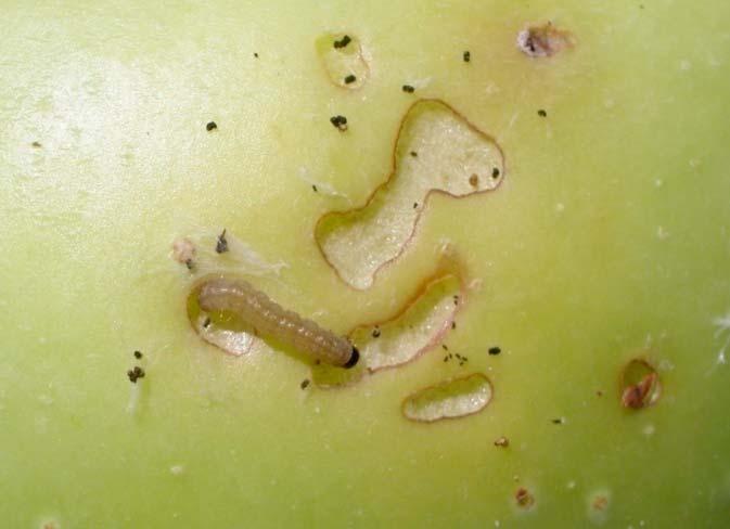 Belt Targeted Insect Pests in Fruit (Apple/Pear) Codling