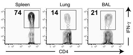 Spleen n.s. Lung % of SMARTA CD4 T cells 1 8 6 4 2 8.6 5.