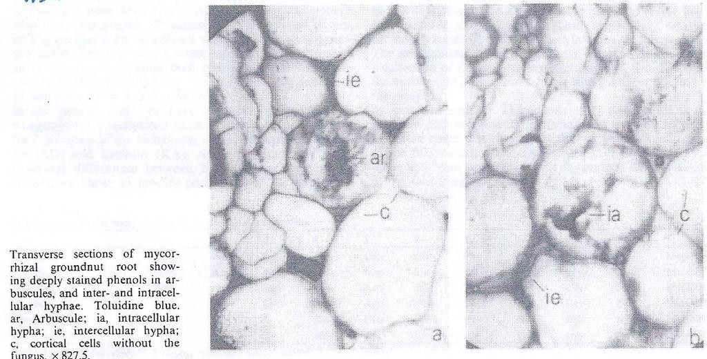 Phenols in mycorrhizal roots of Arachis hypogaea K.R. Krishna and D.J.