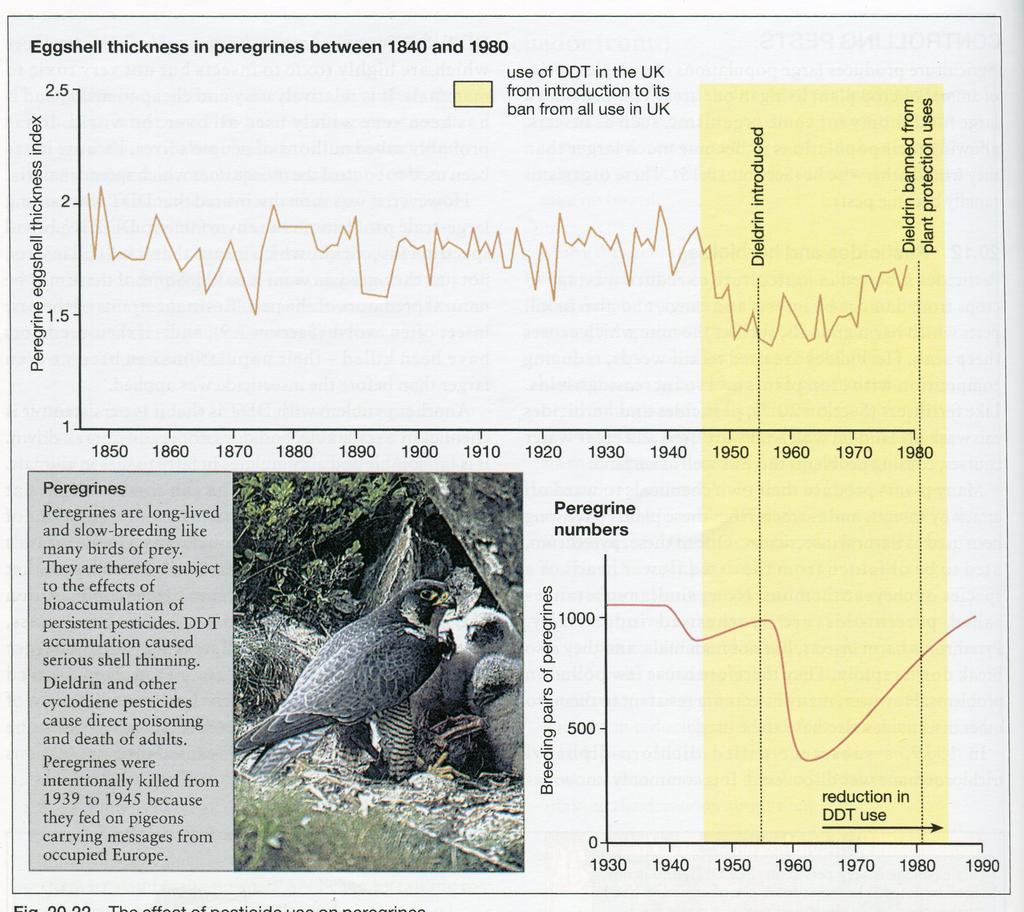 3. (a)is there any evidence in the graph above that DDT use has had damaging effect on peregrine populations?