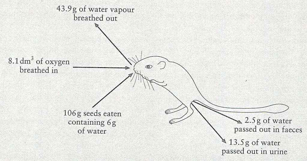 9. The kangaroo rat lives in hot deserts. The drawing shows the results of an investigation into the animal s water balance. The animal was given only dry seeds to eat and nothing to drink.