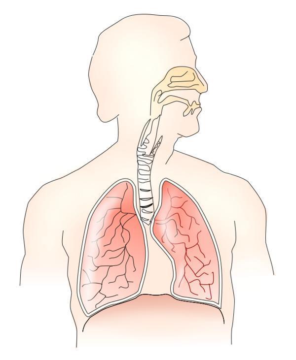 Status Presence Respiratory System: Percussion normal lung sound on the left side, slight dullness below VI rib on the right