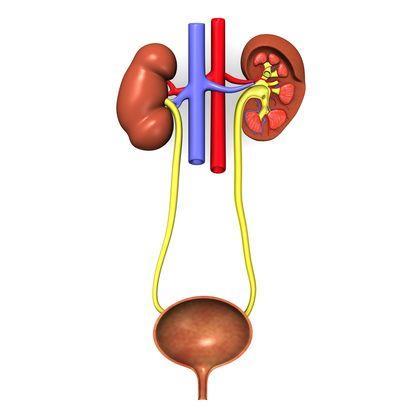 Status Presence Urinary system: Kidneys are not palpable.