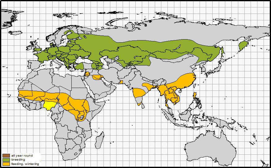 The overlay of wintering areas of the four main species (in absolute number): A. querquedula, A. Penelope, A. acuta & A. clypeata is shown below: Source: Riede,K.