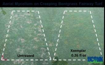 CURATIVE DOLLAR SPOT CONTROL USING NEW AND EXISTING FUNGICIDE FORMULATIONS ON A CREEPING BENTGRASS FAIRWAY TURF, 2013 INTRODUCTION K. Miele, X. Chen, S. Vose, and J.