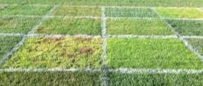 a Cool-Season Study Perennial ryegrass outperformed the other cool-season grasses during the spring establishment phase by achieving higher turfgrass density much faster than the other species.