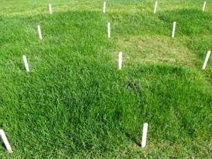 ISNT-N POXC Kentucky Bluegrass Tall Fescue Kentucky Bluegrass Tall Fescue TCM 500 NDVI reading CM 1000 Chlorophyll reading Clippings yield, g m -2 0.80 0.76 0.72 0.68 0.64 0.