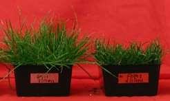 Table 1: Morphological characteristics of short-growth mutants in comparison to the wild-type Fiesta 4 perennial ryegrass grown under full