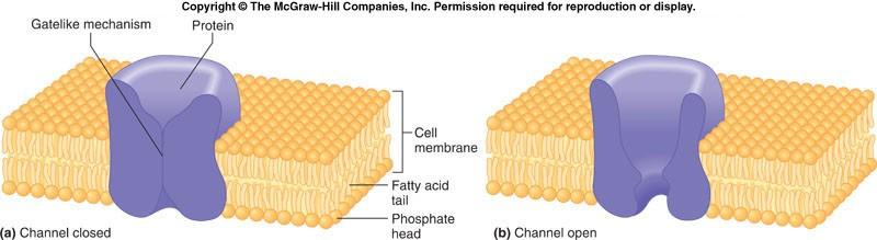 Cell Membrane Potential A. A cell membrane is usually polarized 1.