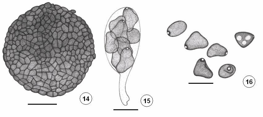 more than 5) and in the length (up to 250 m vs. up to 1000 m) of the ascomatal hairs, in the size of the ascospores (1419 57 m vs. 1113 6.57 m), and the position of the germ pore (terminal vs.