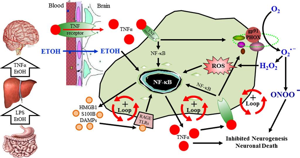 Fig. 3 Ethanol in the gut causes leakage of bacterial products into the portal vein increasing hepatic TNFα release into the blood which induces neuroimmune gene expression in the brain.