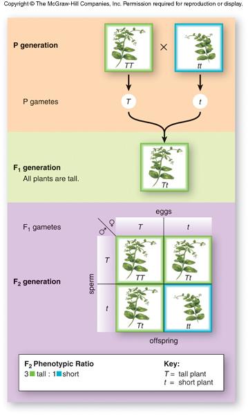One-Trait Inheritance Punnett square Predict the results of a genetic cross All possible gametes of each parent are arranged on the horizontal and vertical axes.