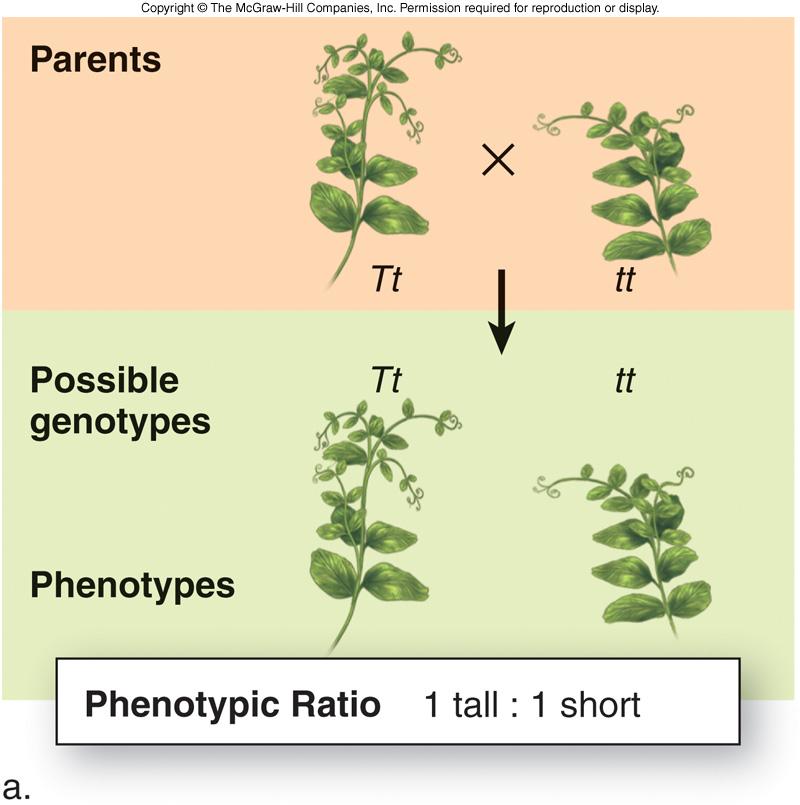 If the unknown individual is a heterozygote: Progeny will exhibit