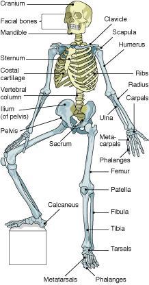 Chapter 7 The Skeleton: Bones and Joints The Skeleton Skeletal system is made up of bones and joints and supporting connective tissue. 1. Bone Functions 1. To store calcium salts 2.