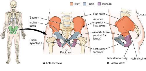 The pelvic bones. ZOOMING IN What bone is nicknamed the sit bone?