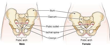 Short (carpals, tarsals) 3. Irregular (vertebrae, face) 4. Long (most common) D.