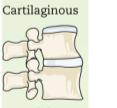 between adjoining bones and by degree of movement permitted: 1. Fibrous (immovable) 2. Cartilaginous (slightly movable) 3.