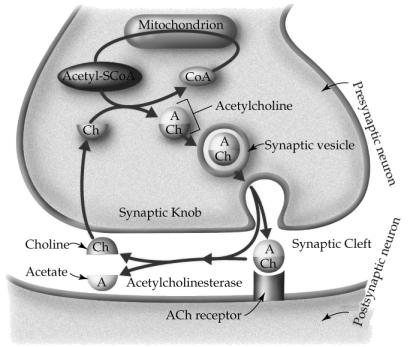 Neurons Use ACh as their major NT Acetylcholinesterase Released into the synaptic cleft to break down extra ACh