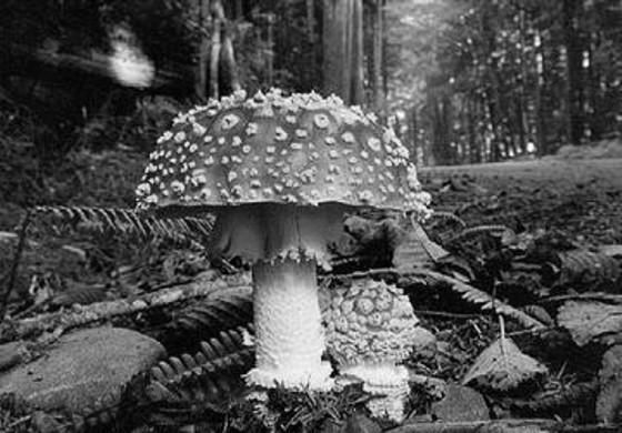 hallucinogen at high levels May cause excitation and euphoria or
