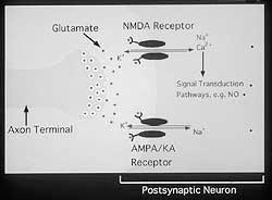 An amino acid Synthesized from glutamine Works on both ionotropic and metabotropic 3 major ionotropic NMDA AMPA Kainate Glutamate Both voltage dependent and glutamate