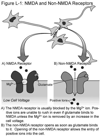 enough voltage NMDA allows both Ca 2+ and Na + to enter Ca 2+ causes long term changes in the cell Thought to be involved in long term memory NMDA Synthesized from
