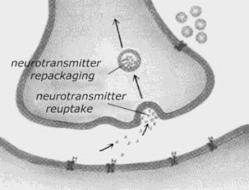 exocytosis (NT release) Agonists promote Antagonists prevent Different Effects of Drugs Receptor Effects Mimic the action of NTs Agonists: act just as the NT would, activating the Antagonists: bind