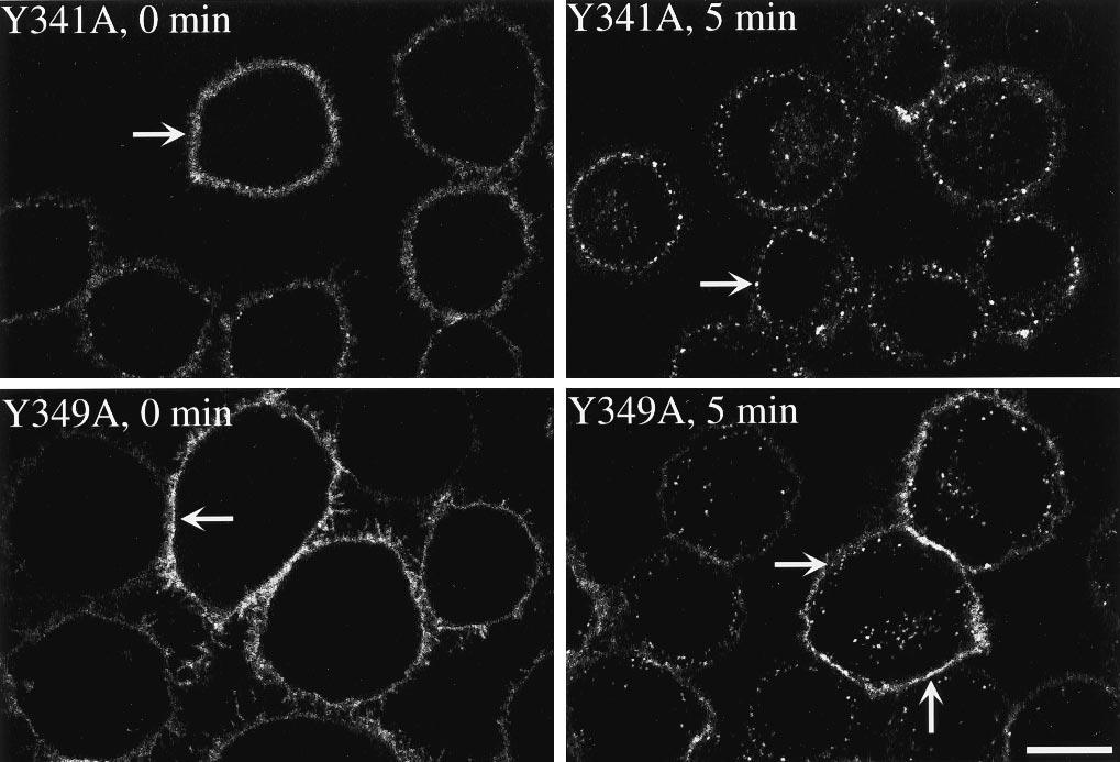 After 5 min at 37 C, cy3-sp was in perinuclear endosomes in NK1R-wt cells and retained at the plasma membrane or superficial endosomes in NK1R- 354, NK1R- 342, or NK1R- 324 cells. Scale bar 10 m.