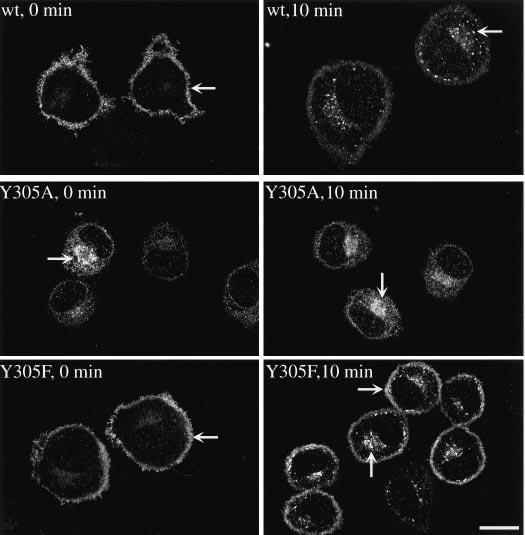 In NK1R-Y305A cells at 4 C, there was weak binding of cy3-sp to the plasma membrane (arrow) and detection of some cy3-sp in endosomes (arrowhead), whereas after 5 min at 37 C there was stronger
