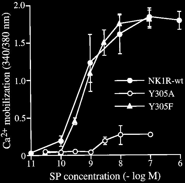 In NK1R-Y305F cells at 4 C, there was strong binding of cy3-sp to the plasma membrane, whereas after 5 min at 37 C cy3-sp was retained at the cell surface and found in superficial vesicles, with