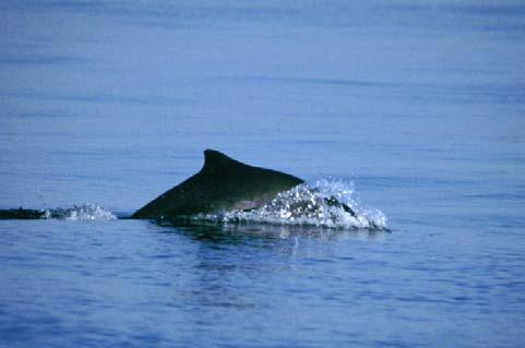 COSEWIC Assessment and Update Status Report on the Harbour Porpoise Phocoena phocoena Pacific Ocean Population in Canada SPECIAL