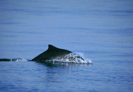 There is one record from British Columbia of a harbour porpoise occurring approximately 55 km up the Fraser River (Guenther et al.