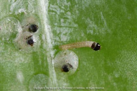 Quiz How long does it take a codling moth eggs to