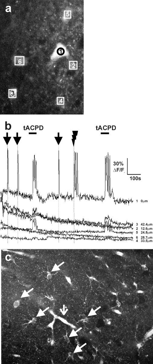 728 J. Neurosci., January 21, 2004 24(3):722 732 Fiacco and McCarthy Astrocytes Increase Neuronal AMPA sepscs Figure 4.