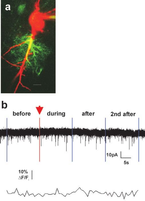 b, A UV light pulse equal in duration and intensity to those used in experimental conditions did not elevate astrocyte Ca 2 and did not change the frequency of neuronal AMPA sepscs (1.688, 1.500, 1.