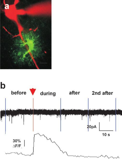 730 J. Neurosci., January 21, 2004 24(3):722 732 Fiacco and McCarthy Astrocytes Increase Neuronal AMPA sepscs Figure 7.